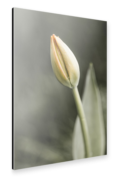 Alu-Dibond "The Silence Of Beauty" 30x20 cm artboxONE