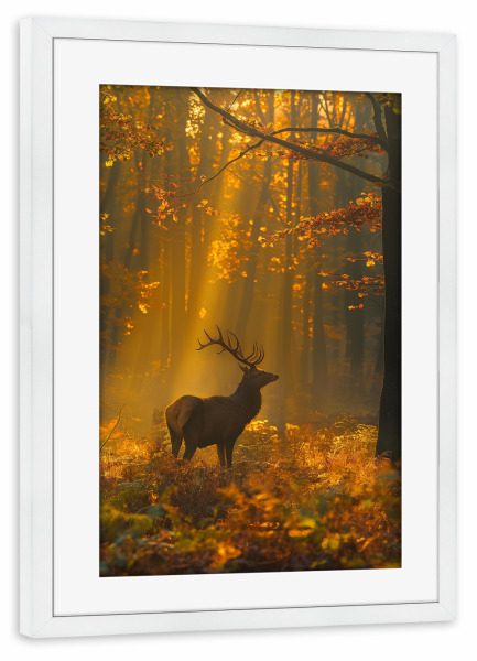 Poster mit Rahmen weiß "Hirsch im Sonnenlicht" artboxONE - Natur,Tiere - Hirsch,Wald,Natur,Bäume,Sonnenuntergang,Sonnenaufgang,Sonnenlicht,Ki
