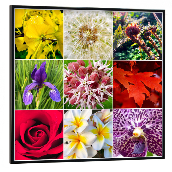 Poster mit schwarzem Rahmen 30x30 cm "Bunte Pflanzenwelt" artboxONE - Natur,Reise,Floral,Reise / Länder,Für Mama