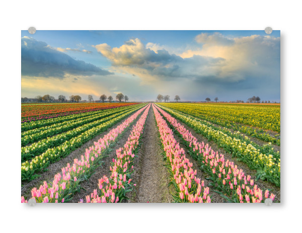 Acrylglasbild "Tulpenfeld in der Abendsonne" artboxONE - Natur,Reise,Floral