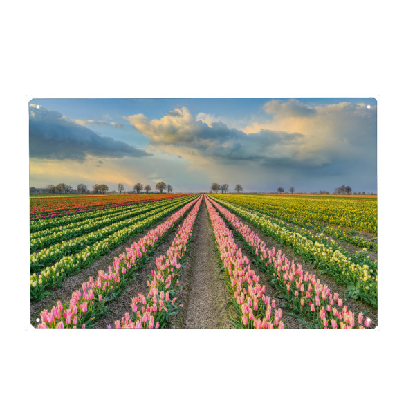 Metall Poster "Tulpenfeld in der Abendsonne" artboxONE - Natur,Reise,Floral