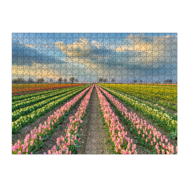 Puzzle Ravensburger "Tulpenfeld in der Abendsonne" artboxONE - Natur,Reise,Floral