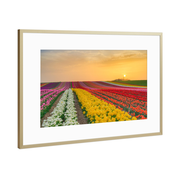 Poster mit Rahmen Gold "Tulpenfeld bei Sonnenuntergang" artboxONE - Natur,Reise,Floral