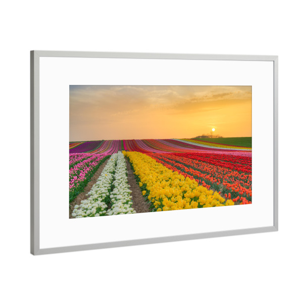 Poster mit Rahmen Silber "Tulpenfeld bei Sonnenuntergang" artboxONE - Natur,Reise,Floral
