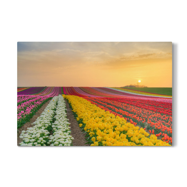 Galerie-Print "Tulpenfeld bei Sonnenuntergang" 30x20 cm artboxONE