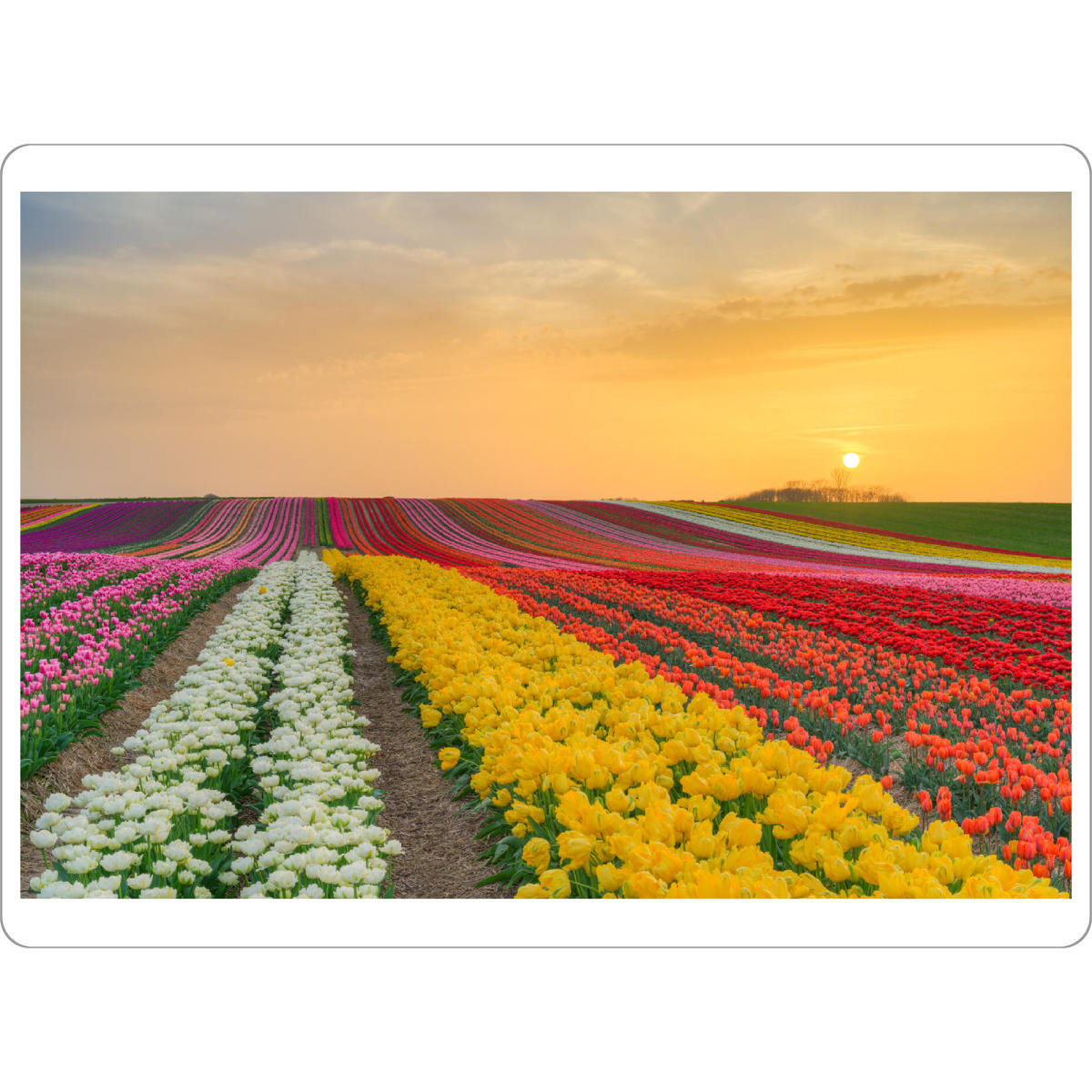 Tischset "Tulpenfeld bei Sonnenuntergang" artboxONE - Natur,Reise,Floral