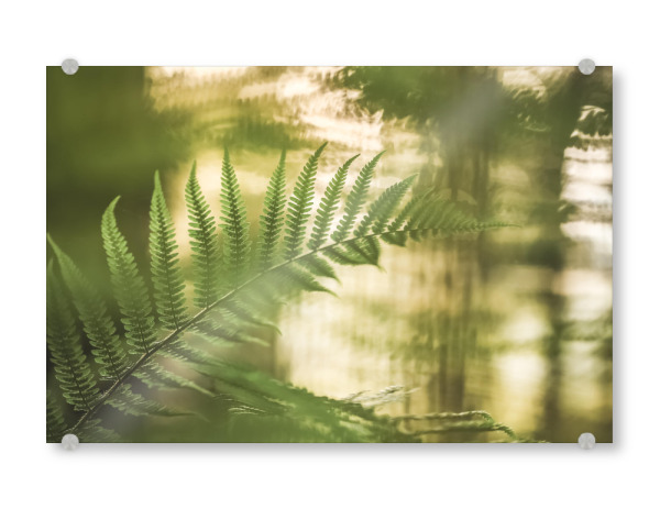 Acrylglasbild "Farn Naturfoto" artboxONE - Natur,Floral - Wald,Pflanze,Naturfotografie,Farnwedel,Bokeh,Farnkraut,Waldvegetation