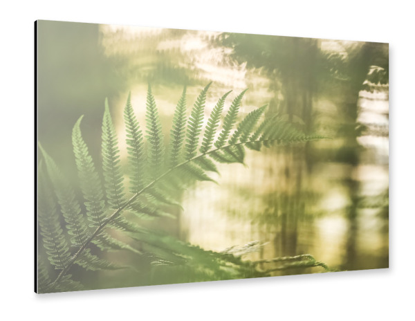 Alu-Dibond "Farn Naturfoto" 30x20 cm artboxONE