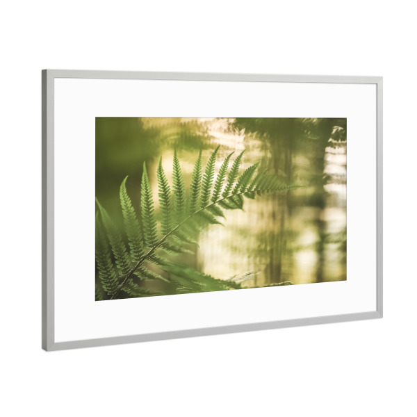 Poster mit Rahmen Silber "Farn Naturfoto" artboxONE - Natur,Floral - Wald,Pflanze,Naturfotografie,Farnwedel,Bokeh,Farnkraut,Waldvegetation