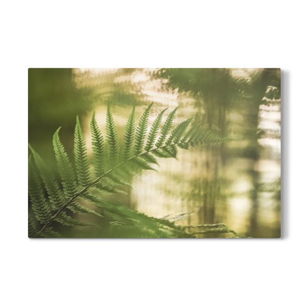 Galerie-Print "Farn Naturfoto" 30x20 cm artboxONE