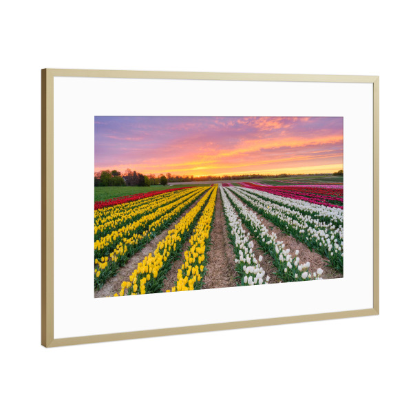 Poster mit Rahmen Gold "Tulpenfeld bei Sonnenaufgang" artboxONE - Natur,Reise,Floral