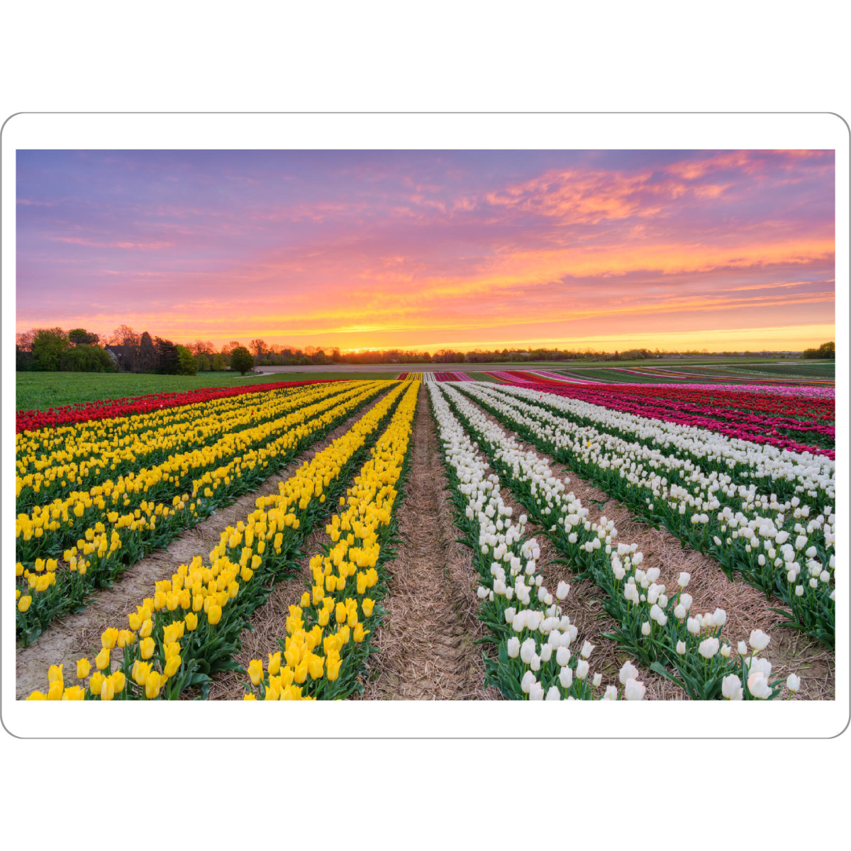 Tischset "Tulpenfeld bei Sonnenaufgang" artboxONE - Natur,Reise,Floral