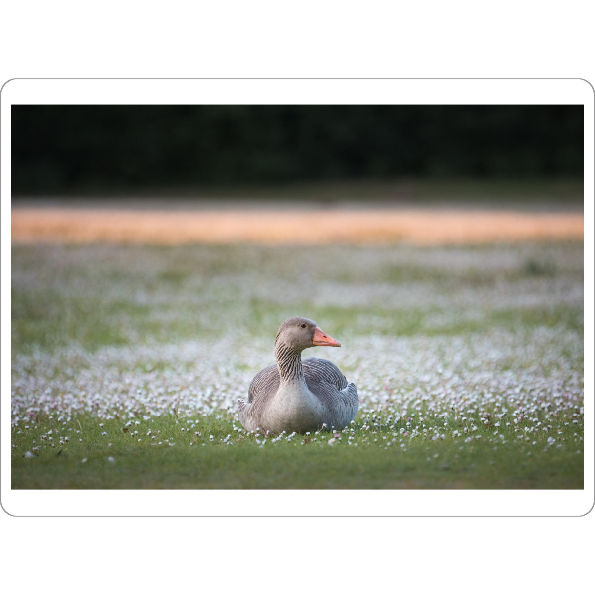 Tischset "Die Graugans" artboxONE - Natur,Tiere - Gans,Gänse,Vogel,Naturfoto,Vogelfotografie - Bild gans