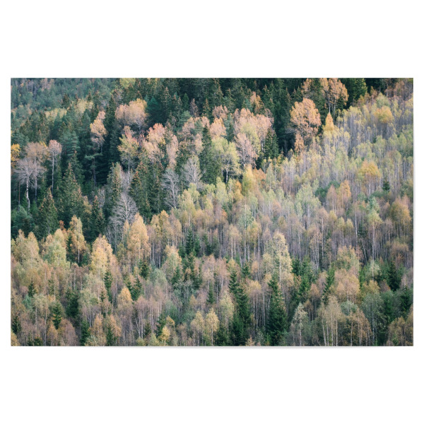 Poster "Herbst in Norwegen" artboxONE - Natur,Reise,Abstrakt,Reise / Länder - Moody,Herbst,Wald,Bäume,Landschaft,Minimal,Minimalistisch,Norwegen