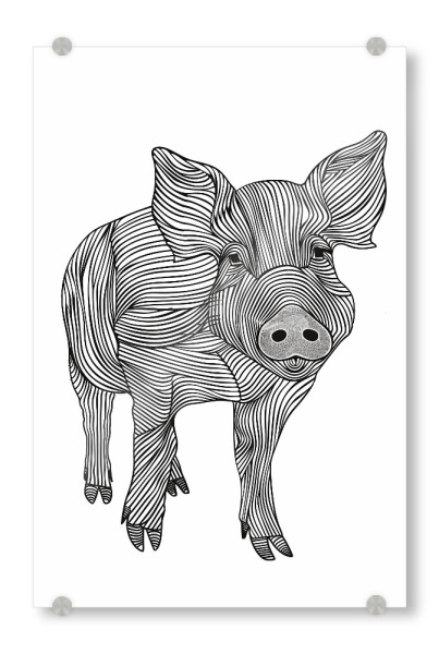 Acrylglasbild "Linienkunstschwein" artboxONE - Tiere,Schwarzweiß - Linien,Strichzeichnungen,Tier,Tiere,Grafik,Schwarz und weiß,Schwein,Lineart