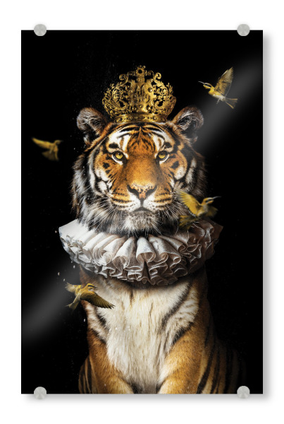 Acrylglasbild "Königlicher Tiger" artboxONE - Tiere - Tiger,Königliches tier,Königlicher tiger,Krone,Kragen,Halskrause,Königstiger,Tiger mit kleidung