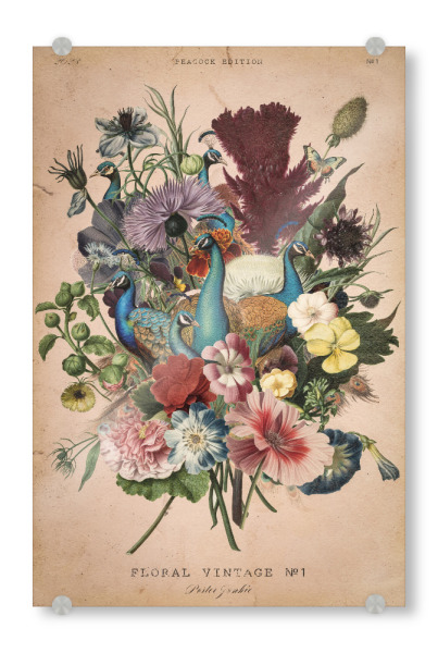 Acrylglasbild "Blumen-Vintage" artboxONE - Floral,Tiere - Vintage,Blumen vintage,Blumen,Blumen,Vintage-blumen,Pfau,Vintage-pfau