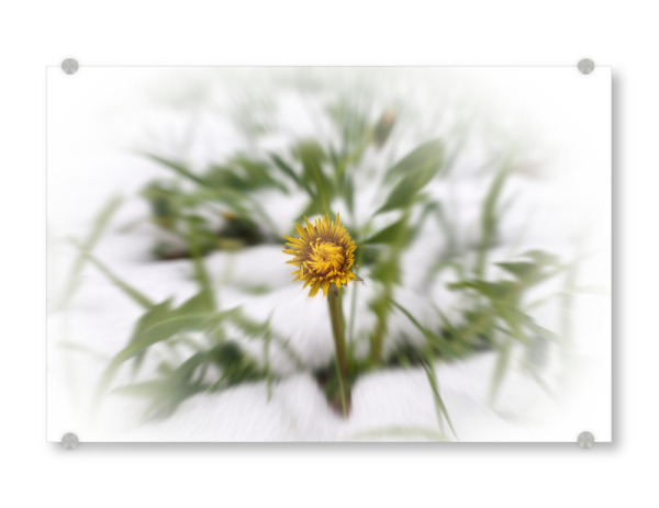 Acrylglasbild "Löwenzahn im Winter" artboxONE - Natur,Floral - Löwenzahn,Blume,Winter,Schnee,Frühling,Spring,Flower,Natur,Blossom,Kalt,Cold