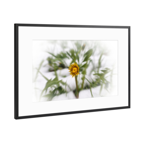 Poster mit Rahmen Schwarz (Metallic) "Löwenzahn im Winter" artboxONE - Natur,Floral