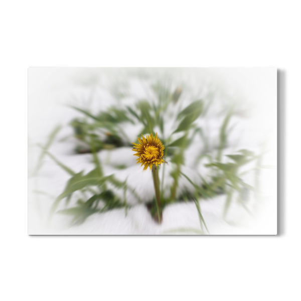 Galerie-Print "Löwenzahn im Winter" 30x20 cm artboxONE