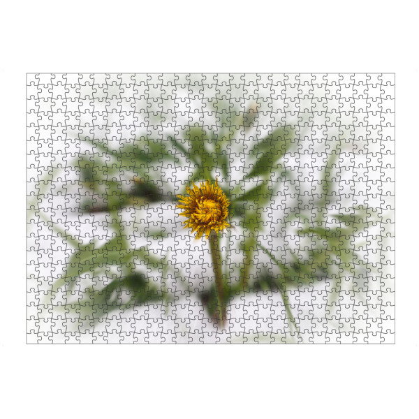 Puzzle Ravensburger "Löwenzahn im Winter" artboxONE - Natur,Floral - Löwenzahn,Blume,Winter,Schnee,Frühling,Spring,Flower,Natur,Blossom,Kalt,Cold