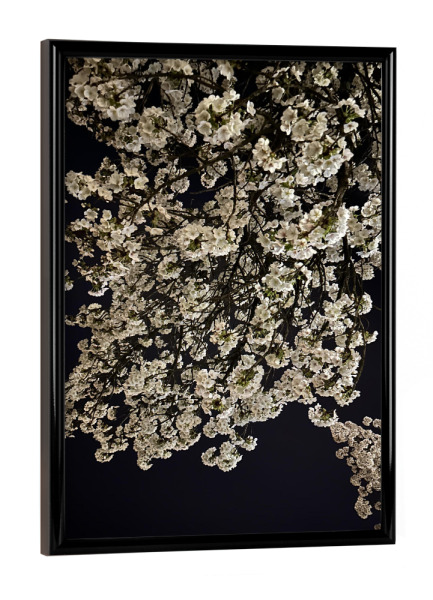 Poster mit schwarzem Rahmen "Nachtkirsche" artboxONE - Natur,Floral - Cherry blossom,Urban,Zurich,New york,Tokio,Photography,Streetart,Fotografie