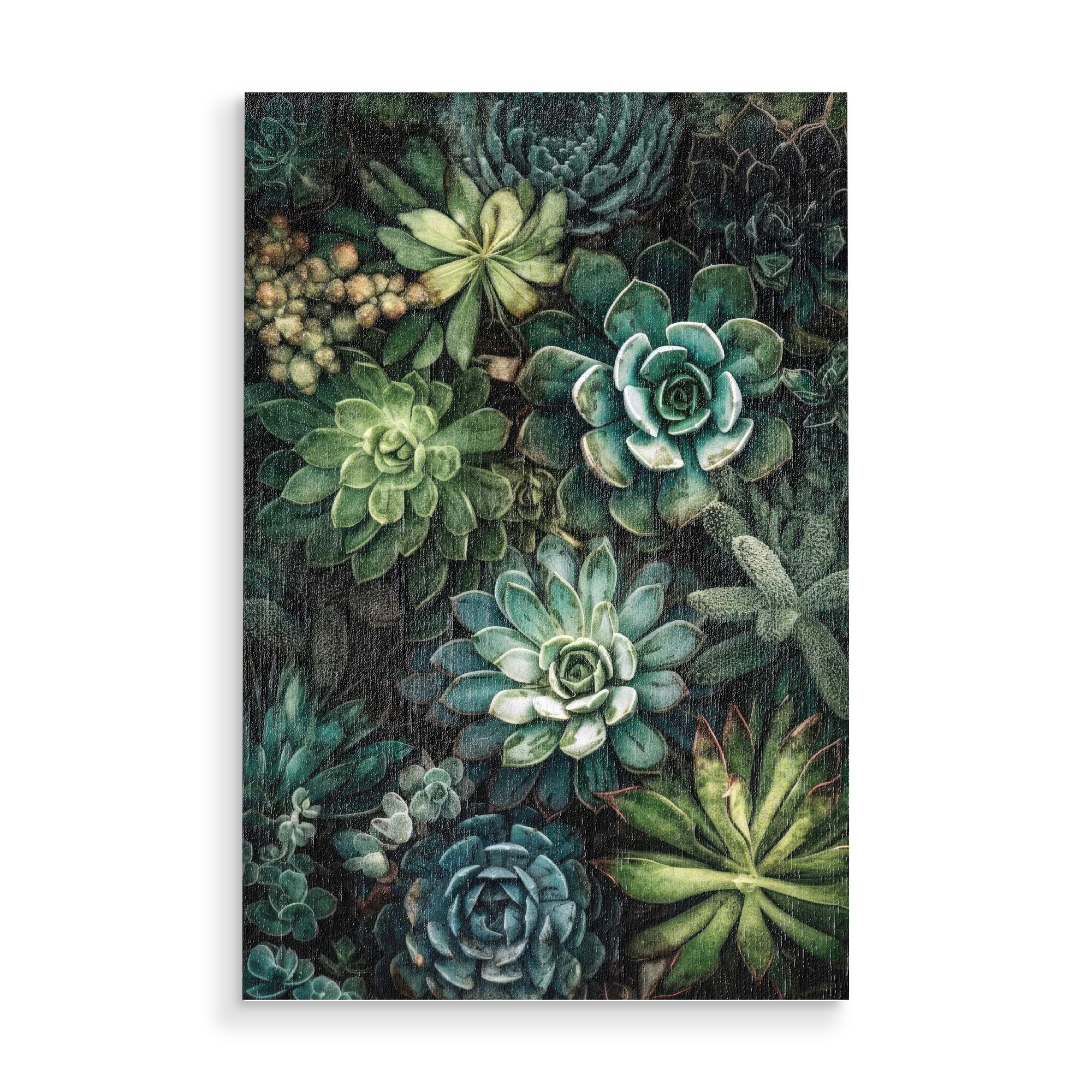 Holzbild "Sukkulenten und Kakteen R" artboxONE - Natur,Floral - Sukkulenten,Kakteen,Kaktus,Natur,Blumen,Botanische,Blatt,Blumen