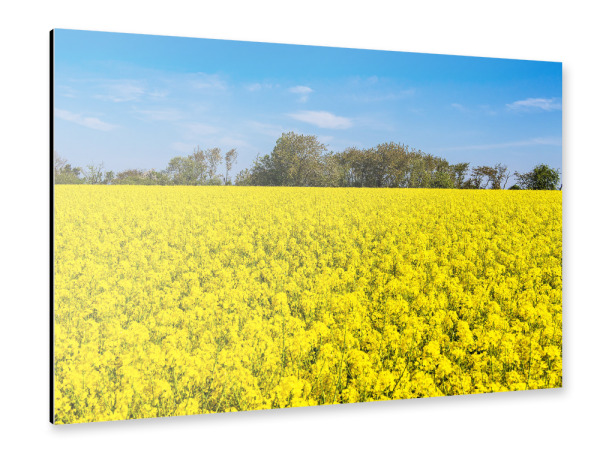 Alu-Dibond "Rapsfeld mit Bäumen und Himmel" 30x20 cm artboxONE