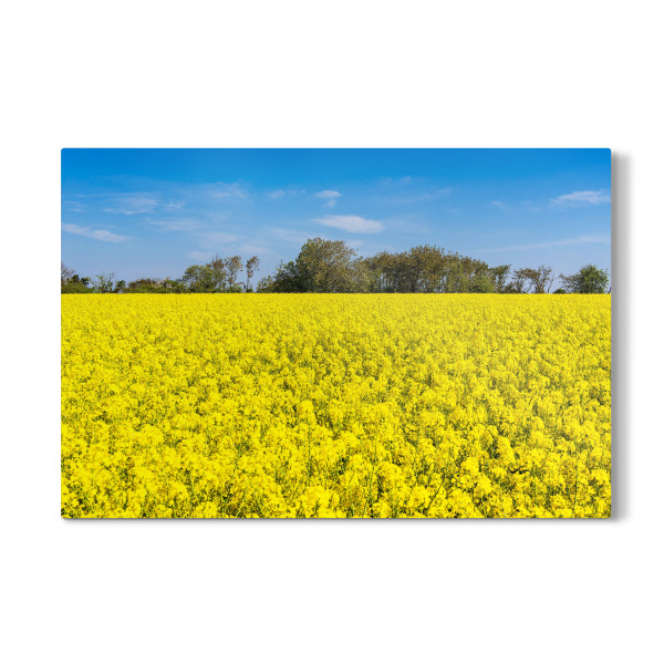 Galerie-Print "Rapsfeld mit Bäumen und Himmel" 30x20 cm artboxONE