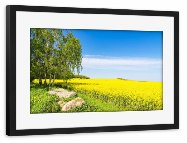 Poster mit Rahmen schwarz "Rapsfeld mit Bäumen und Findlinge" artboxONE - Natur,Reise