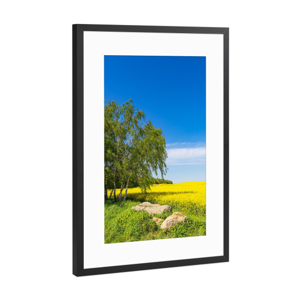 Poster mit Rahmen Schwarz (Metallic) "Rapsfeld mit Bäumen und Steine" artboxONE - Natur,Reise