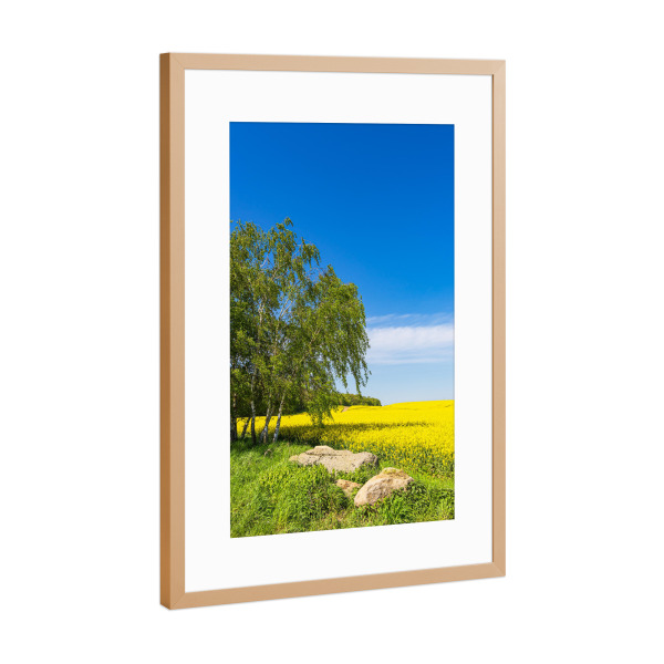 Poster mit Rahmen Kupfer "Rapsfeld mit Bäumen und Steine" artboxONE - Natur,Reise