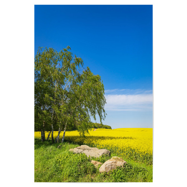 Poster 30x20 cm "Rapsfeld mit Bäumen und Steine" artboxONE - Natur,Reise
