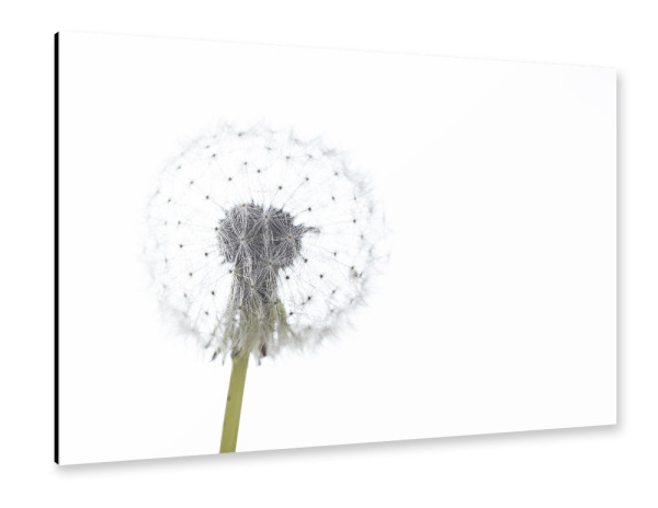 Alu-Dibond "Die Pusteblume" 30x20 cm artboxONE