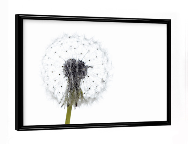 Poster mit schwarzem Rahmen "Die Pusteblume" artboxONE - Natur,Floral - Löwenzahn,Pusteblume,Blume,Samen,Blüte