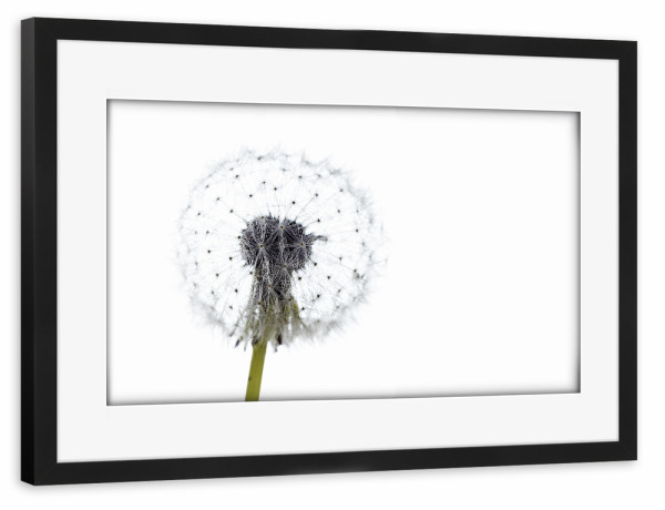 Poster mit Rahmen schwarz "Die Pusteblume" artboxONE - Natur,Floral - Löwenzahn,Pusteblume,Blume,Samen,Blüte