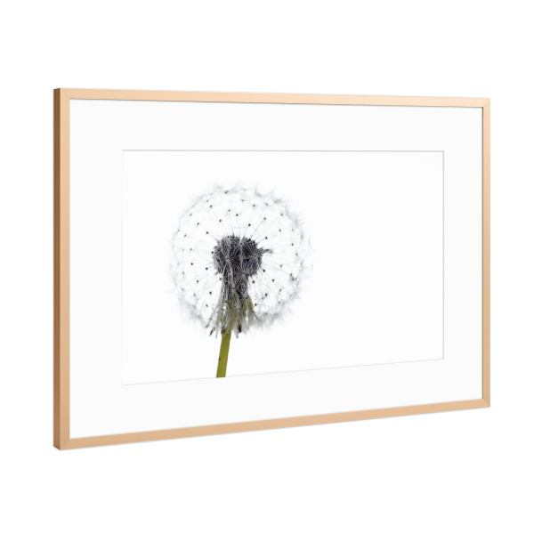 Poster mit Rahmen Kupfer "Die Pusteblume" artboxONE - Natur,Floral - Löwenzahn,Pusteblume,Blume,Samen,Blüte