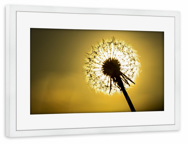 Poster mit Rahmen weiß "Pusteblume im Abendlicht" artboxONE - Natur - Löwenzahn,Pusteblume,Blume,Samen,Blüte,Sonnenuntergang