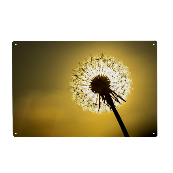 Holzbild "Pusteblume im Abendlicht" artboxONE - Natur - Löwenzahn,Pusteblume,Blume,Samen,Blüte,Sonnenuntergang