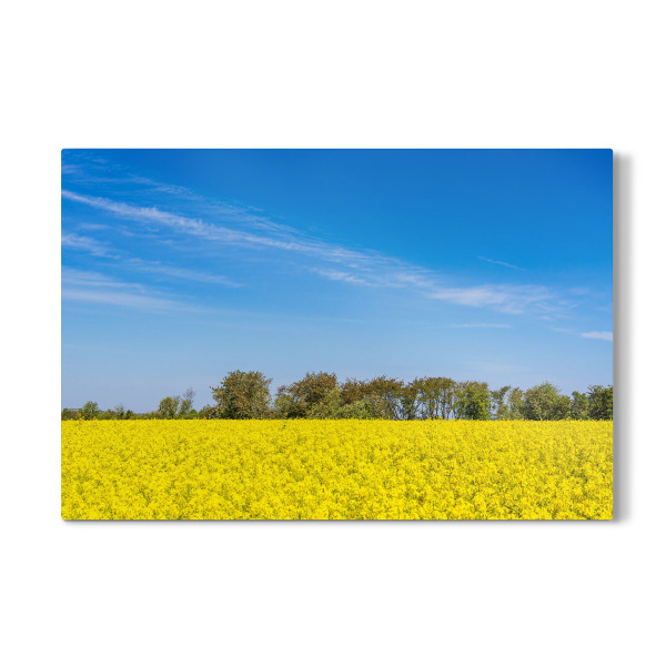 Galerie-Print "Raps mit Bäumen und Himmel" 30x20 cm artboxONE