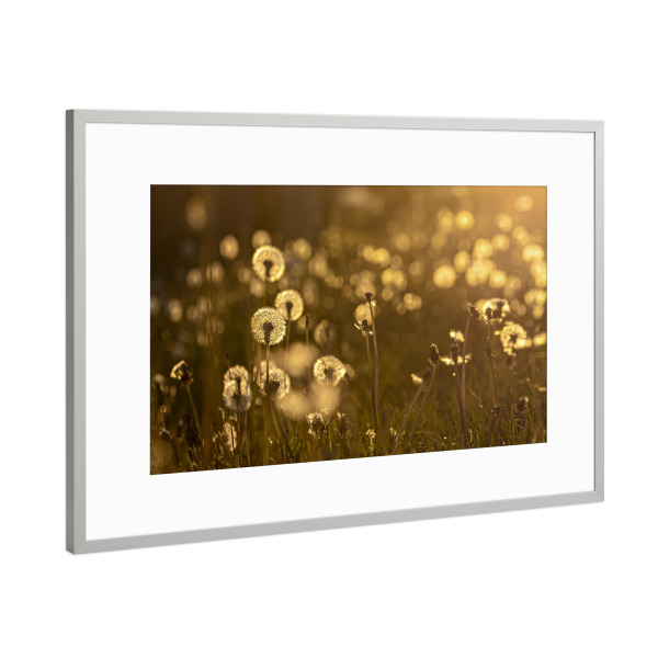 Poster mit Rahmen Silber "Pusteblumewiese im Abendlicht" artboxONE - Natur,Reise - Löwenzahn,Pusteblume,Blume,Samen,Blüte,Sonnenuntergang,Floral