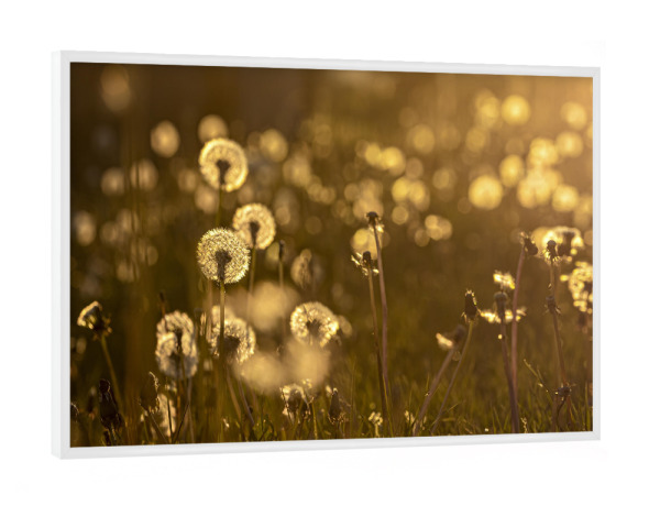 Poster mit weißem Rahmen "Pusteblumewiese im Abendlicht" artboxONE - Natur,Reise - Löwenzahn,Pusteblume,Blume,Samen,Blüte,Sonnenuntergang,Floral