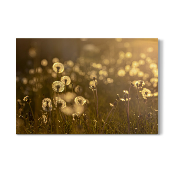 Galerie-Print "Pusteblumewiese im Abendlicht" 30x20 cm artboxONE