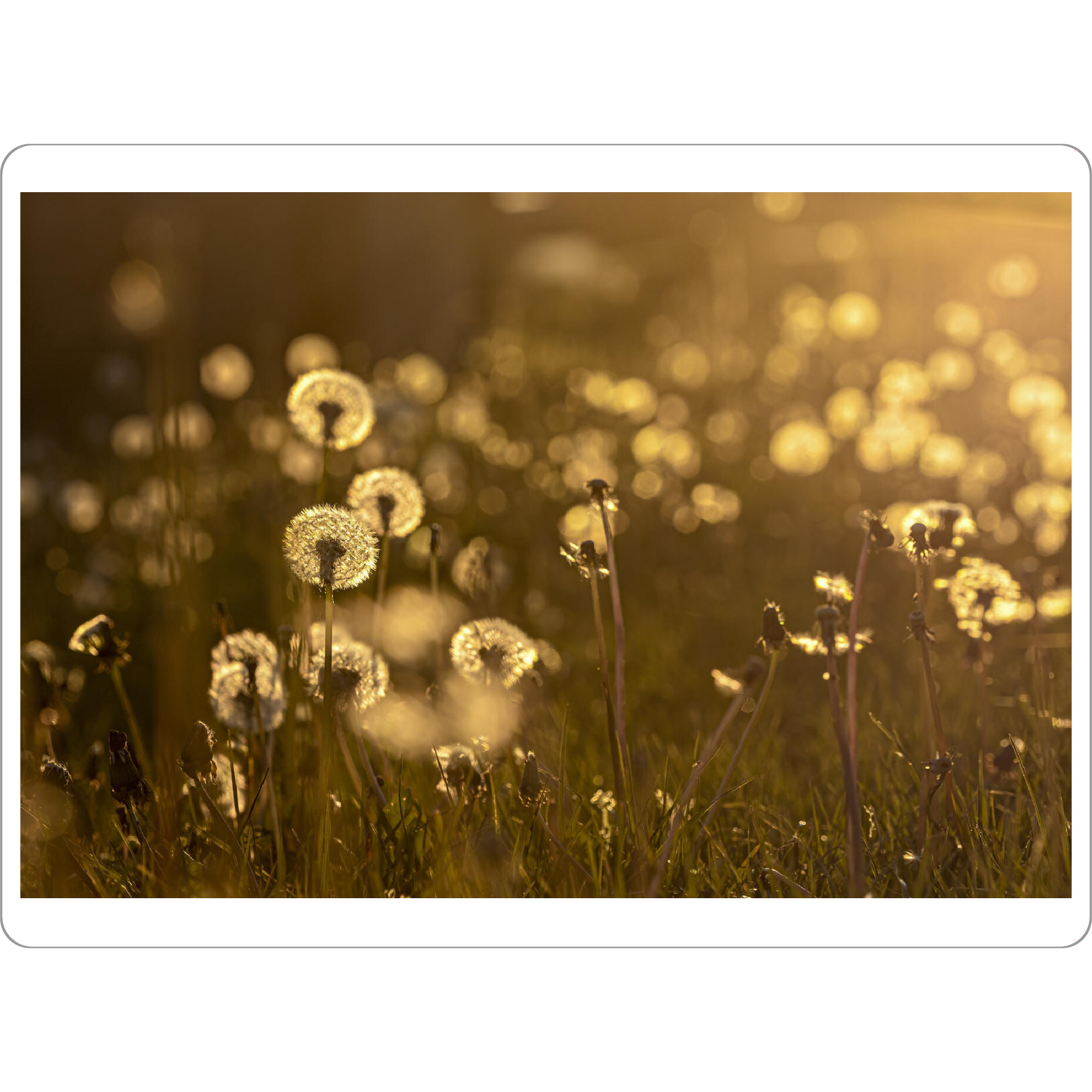 Tischset "Pusteblumewiese im Abendlicht" artboxONE - Natur,Reise - Löwenzahn,Pusteblume,Blume,Samen,Blüte,Sonnenuntergang,Floral - Bild löwenzahn
