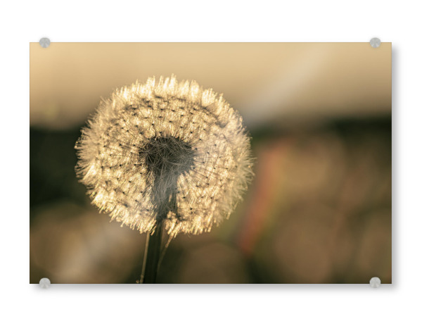 Acrylglasbild "Die Pusteblume im Abendlicht" artboxONE - Natur,Floral - Löwenzahn,Pusteblume,Blume,Samen,Blüte,Sonnenuntergang