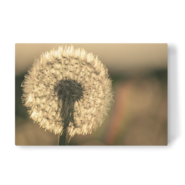 Leinwandbild "Die Pusteblume im Abendlicht" artboxONE - Natur,Floral - Löwenzahn,Pusteblume,Blume,Samen,Blüte,Sonnenuntergang