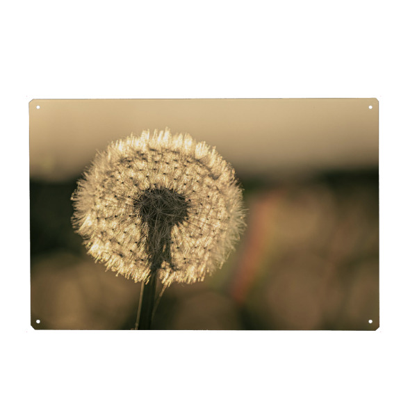 Holzbild "Die Pusteblume im Abendlicht" artboxONE - Natur,Floral - Löwenzahn,Pusteblume,Blume,Samen,Blüte,Sonnenuntergang