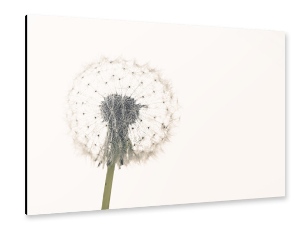 Alu-Dibond "Eine Pusteblume" 30x20 cm artboxONE