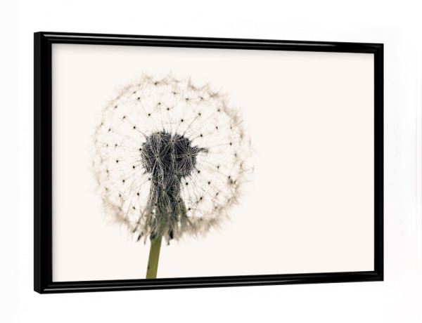 Poster mit schwarzem Rahmen "Eine Pusteblume" artboxONE - Natur,Floral - Löwenzahn,Pusteblume,Blume,Samen,Blüte