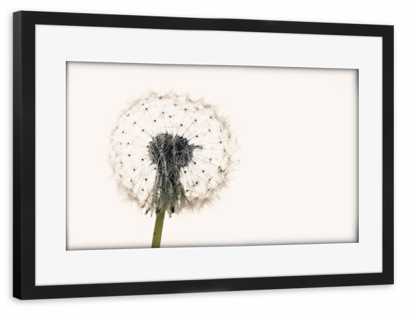 Poster mit Rahmen schwarz "Eine Pusteblume" artboxONE - Natur,Floral - Löwenzahn,Pusteblume,Blume,Samen,Blüte